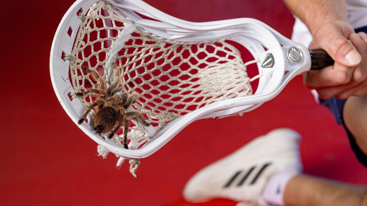 A tarantula in a lacrosse stick